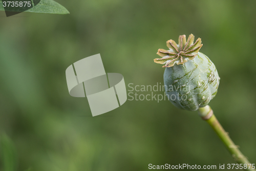 Image of harvest of opium from green poppy