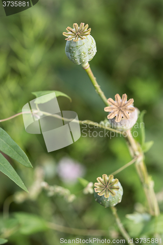 Image of harvest of opium from green poppy