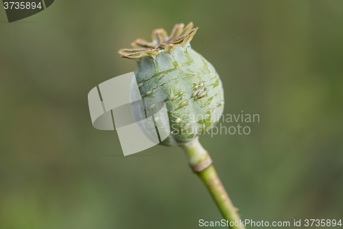 Image of harvest of opium from green poppy