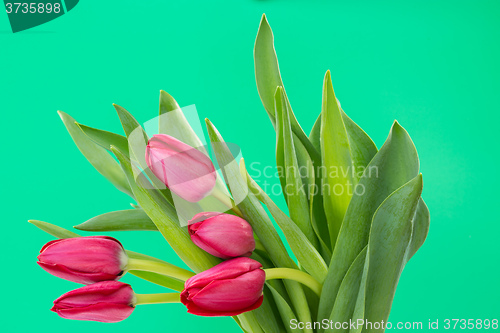 Image of Crimson tulip flower on green background