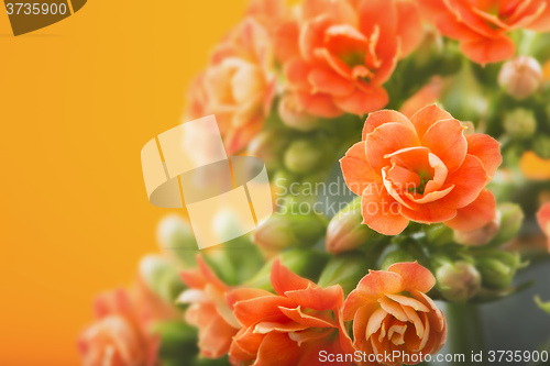 Image of  flowers of Kalanchoe. on a orange background.