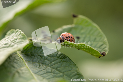 Image of The red colorado beetle\'s larva feeding