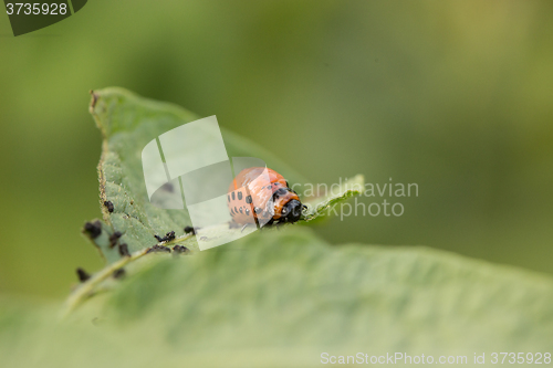 Image of The red colorado beetle\'s larva feeding