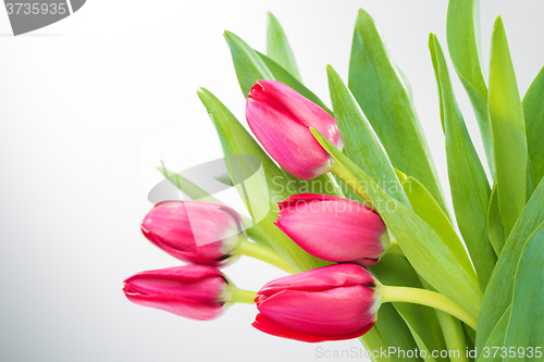 Image of Crimson tulip flower on white background