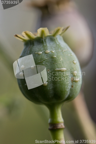 Image of harvest of opium from green poppy