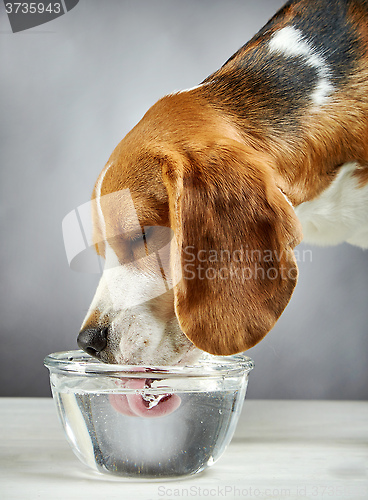 Image of Beagle dog drinks water