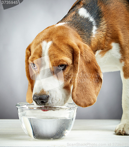 Image of Beagle dog drinks water