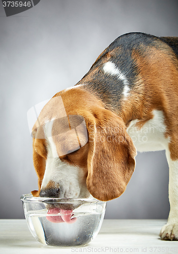 Image of Beagle dog drinks water