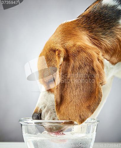 Image of Beagle dog drinks water