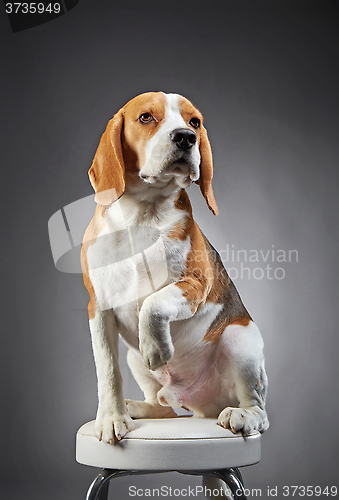 Image of Portrait of beagle dog