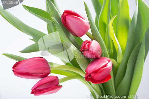 Image of Crimson tulip flower on white background