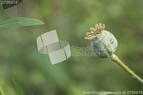 Image of harvest of opium from green poppy