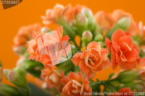 Image of  flowers of Kalanchoe. on a orange background.