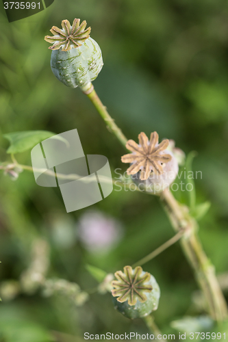 Image of harvest of opium from green poppy