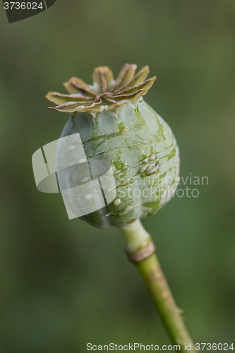 Image of harvest of opium from green poppy