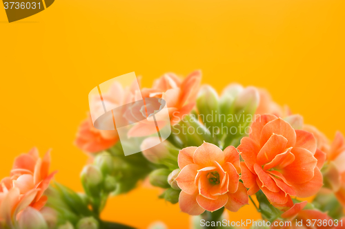 Image of  flowers of Kalanchoe. on a orange background.
