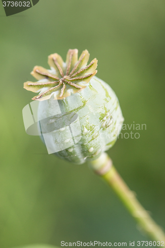 Image of harvest of opium from green poppy