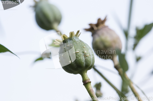 Image of harvest of opium from green poppy