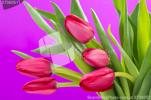 Image of Crimson tulip flower on purple background