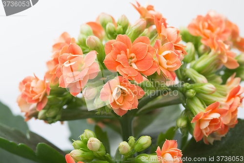 Image of  flowers of Kalanchoe. on a bright  background.