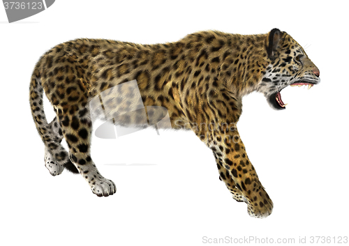 Image of Big Cat Jaguar