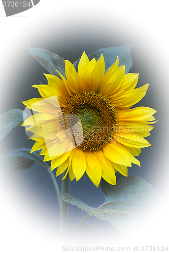 Image of sunflower