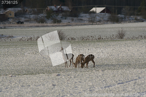 Image of deer