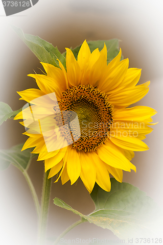 Image of sunflower