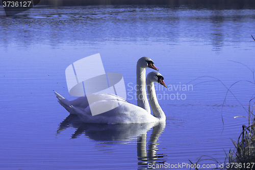 Image of mute swans
