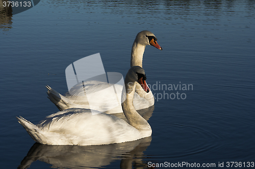 Image of mute swans