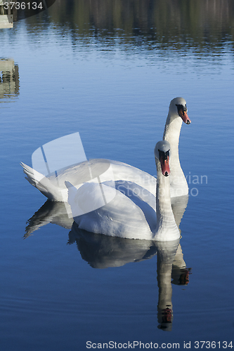 Image of mute swans