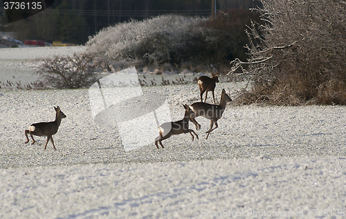 Image of deer