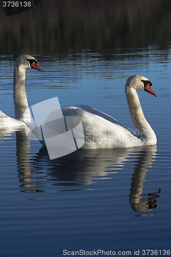 Image of pair of mute swans
