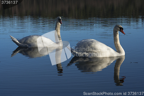 Image of pair of swans