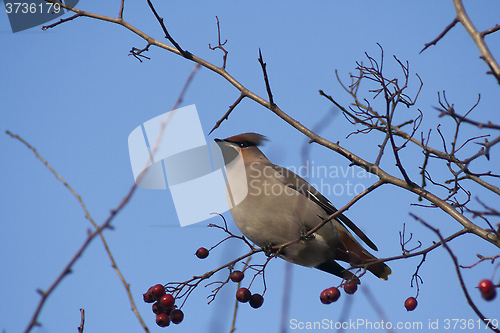 Image of Bohemian waxwing
