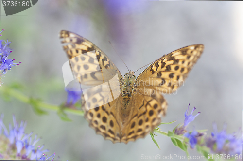 Image of butterfly