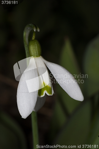 Image of snowdrop