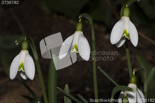 Image of snowdrops