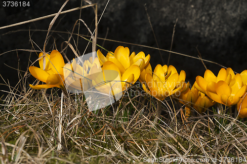 Image of crocus