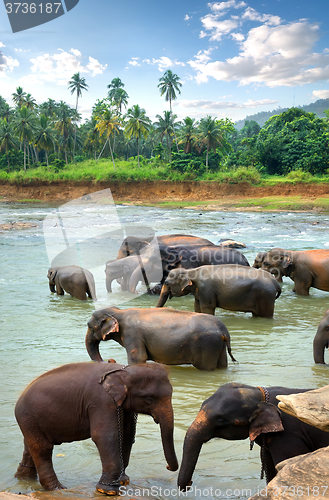 Image of Herd of elephants