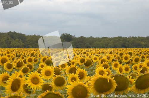 Image of Sunflowers