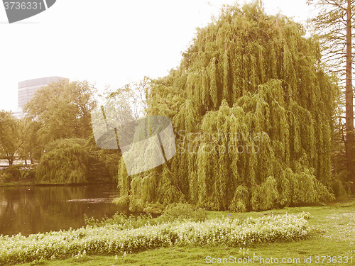 Image of Retro looking Weeping Willow