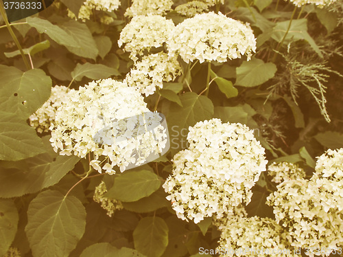 Image of Retro looking Hortensia flower