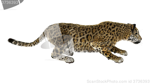 Image of Big Cat Jaguar