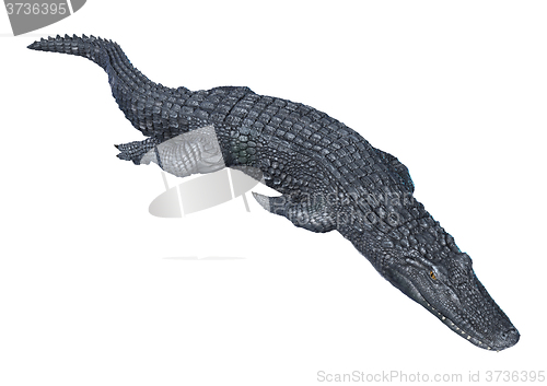 Image of Alligator Caiman on White