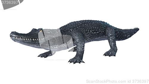 Image of Alligator Caiman on White