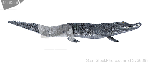 Image of Alligator Caiman on White