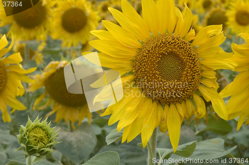 Image of Sunflower