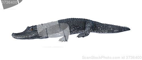 Image of Alligator Caiman on White