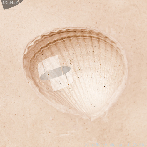 Image of  Shell fossil vintage